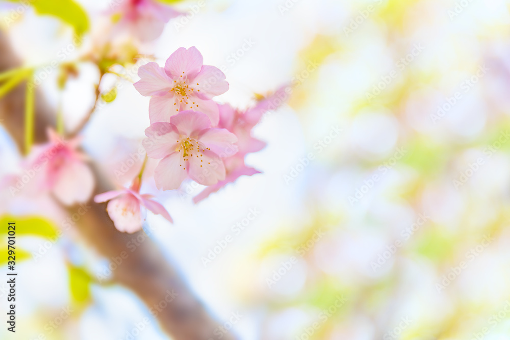 満開の桜の花と新緑の葉