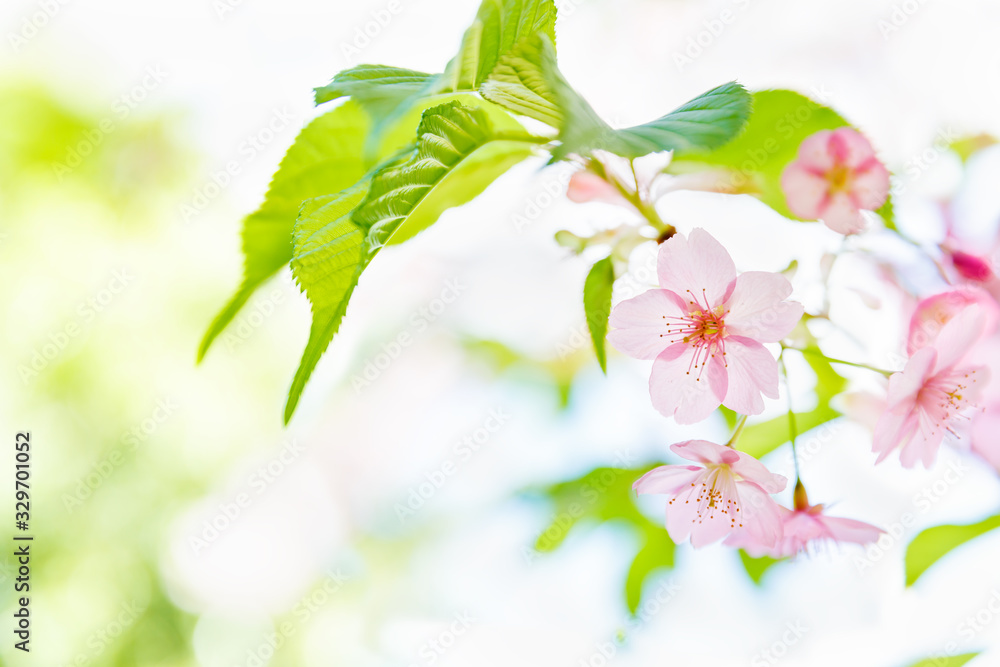 満開の桜の花と新緑の葉