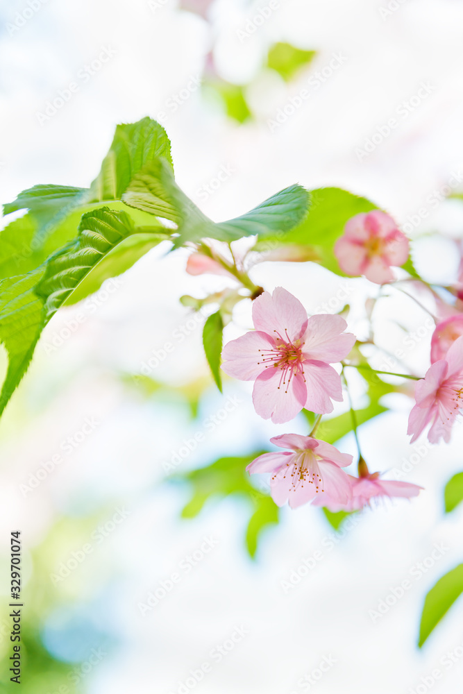 満開の桜の花と新緑の葉