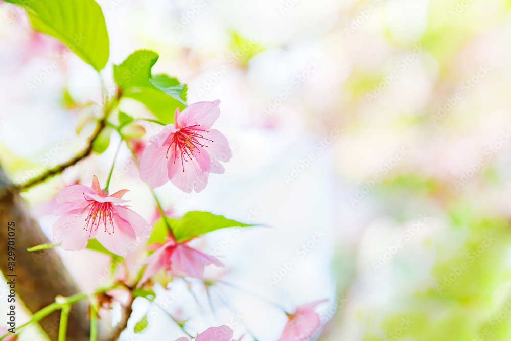 満開の桜の花と新緑の葉