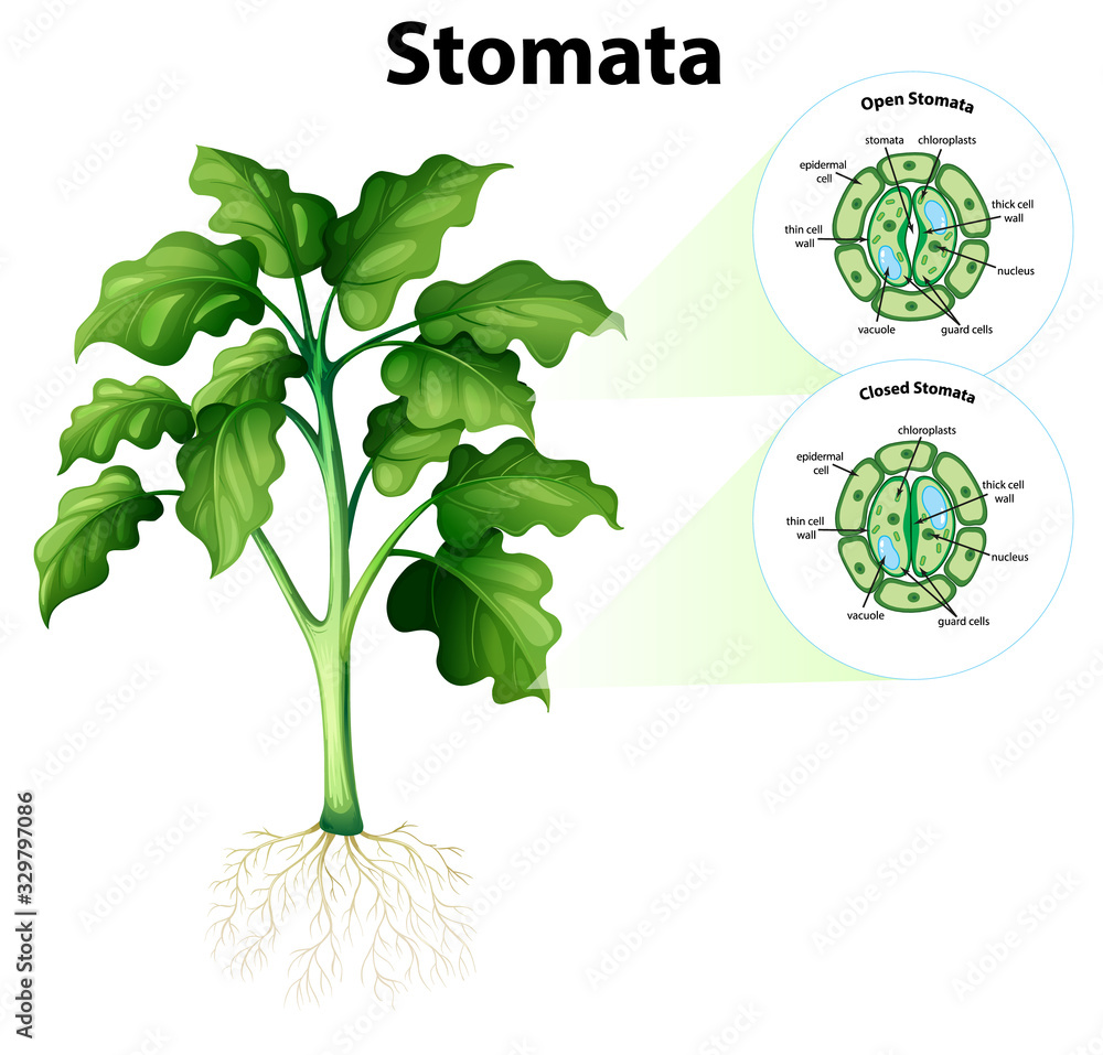 Diagram showing stomata on isolated background