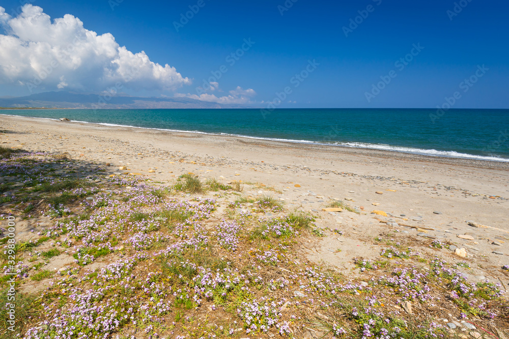 Blossom flowers at Maleme beach on Crete, Greece