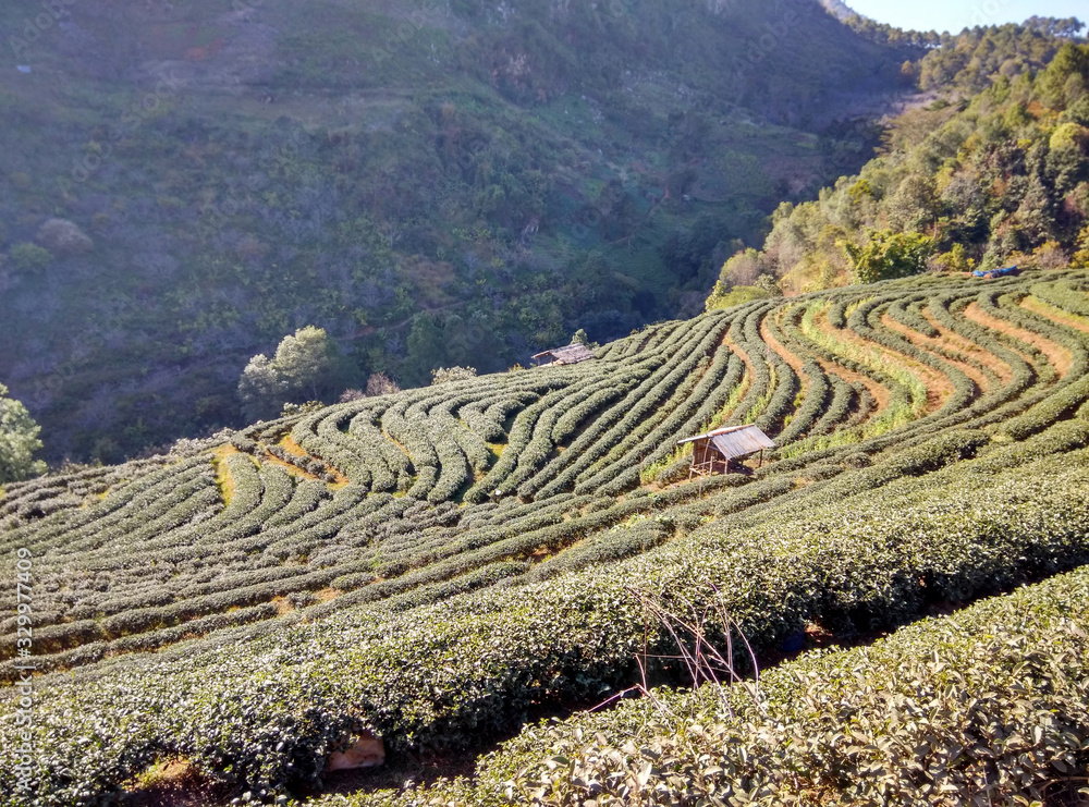 山谷茶园的小屋