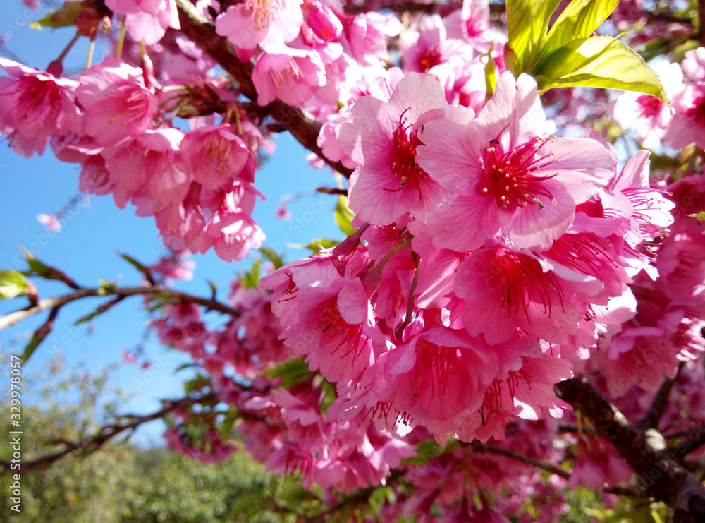 野生喜马拉雅樱桃特写背景模糊