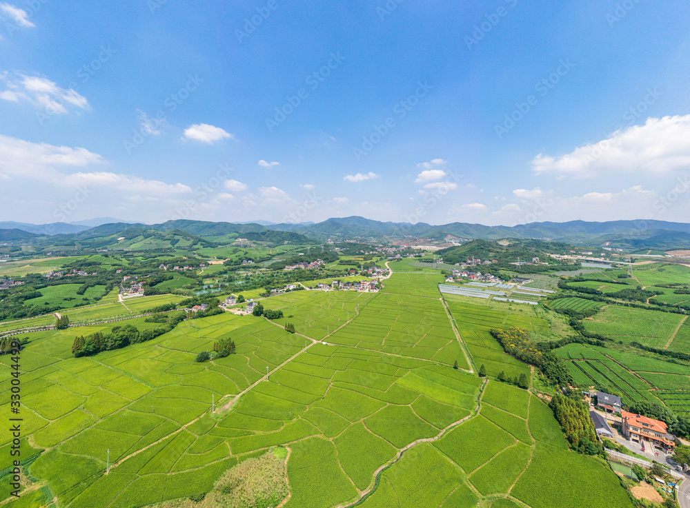 tea plantation