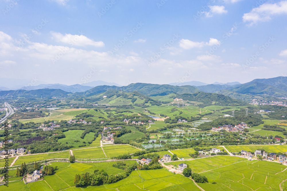 tea plantation