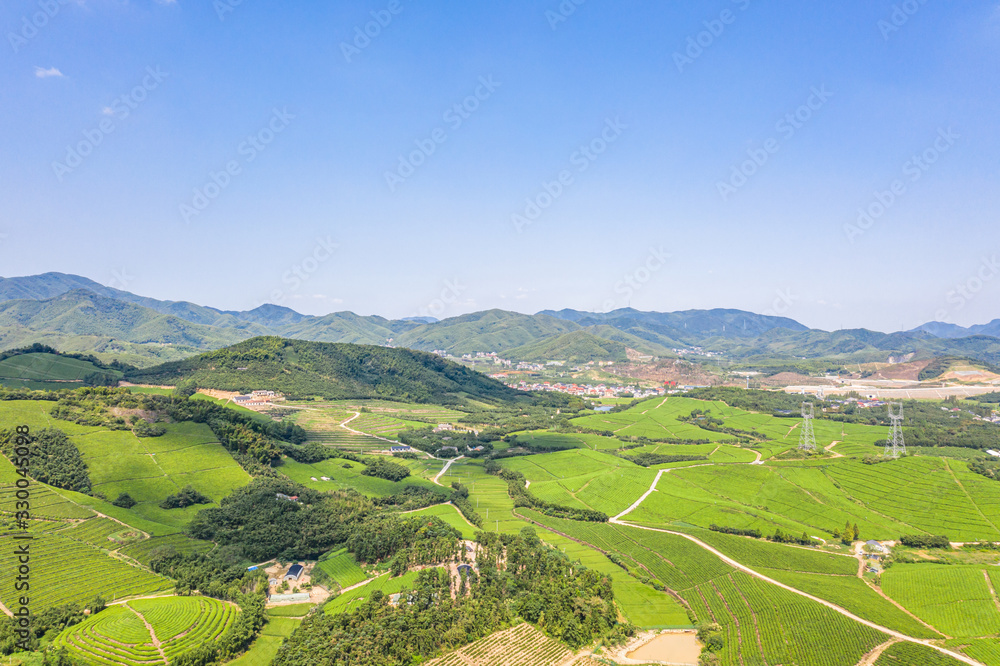 tea plantation