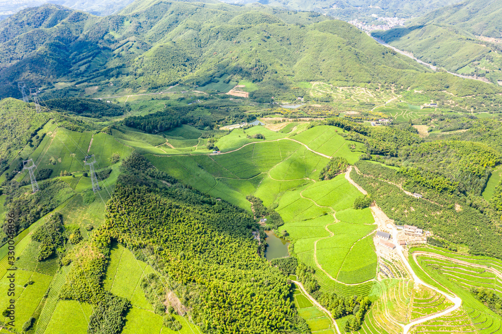 tea plantation