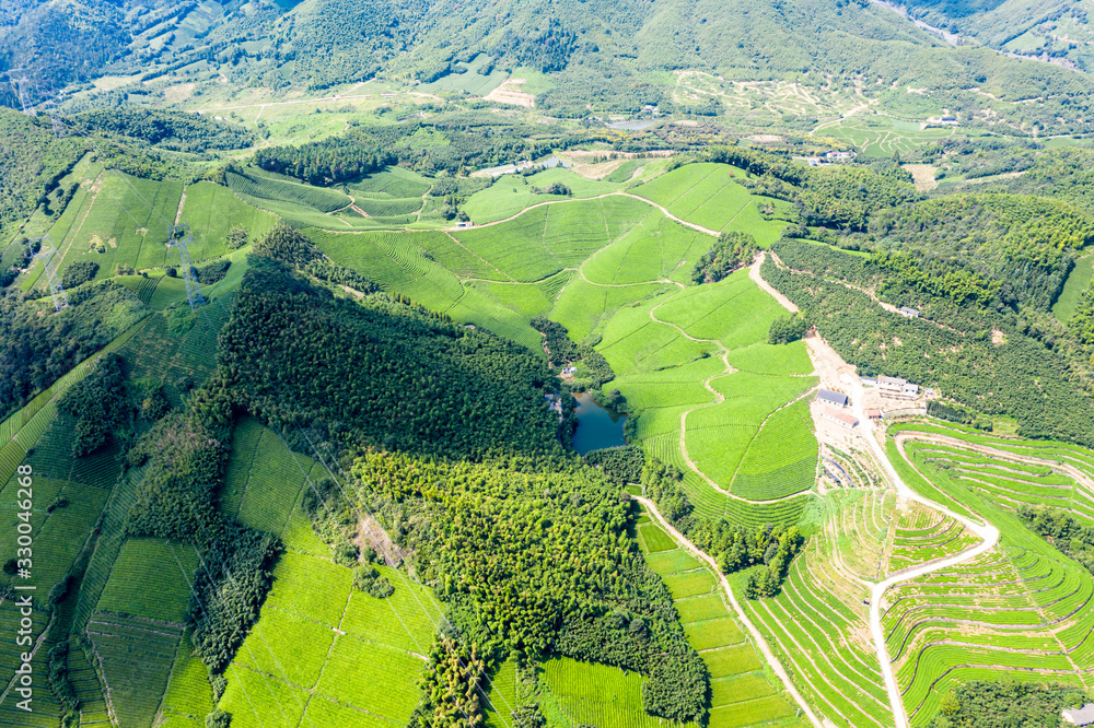 tea plantation