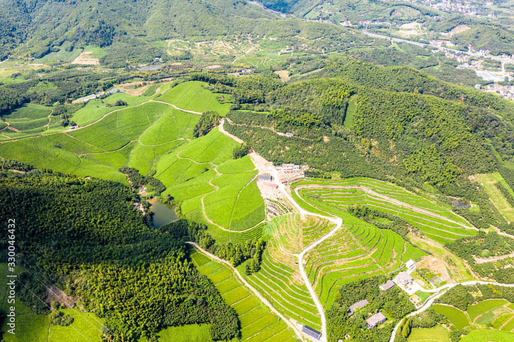 tea plantation.