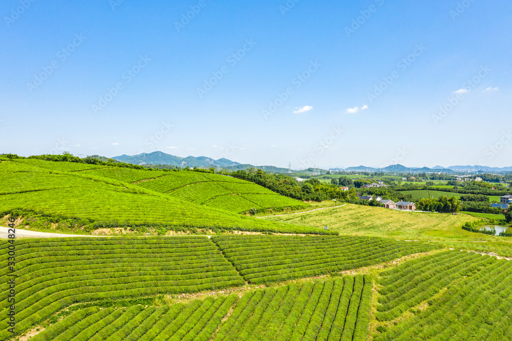 tea plantation