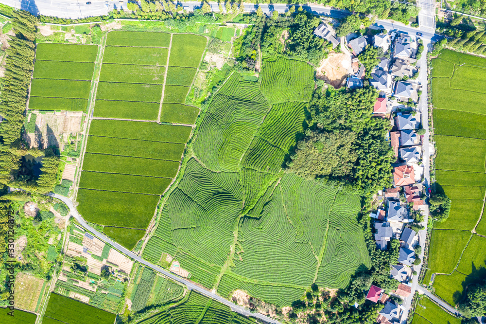 tea plantation