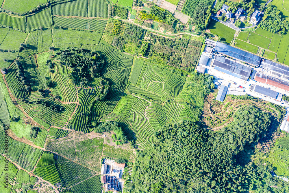 tea plantation