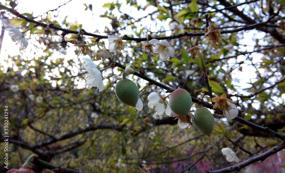 Plum blossoms and plum blossoms on a blurred background