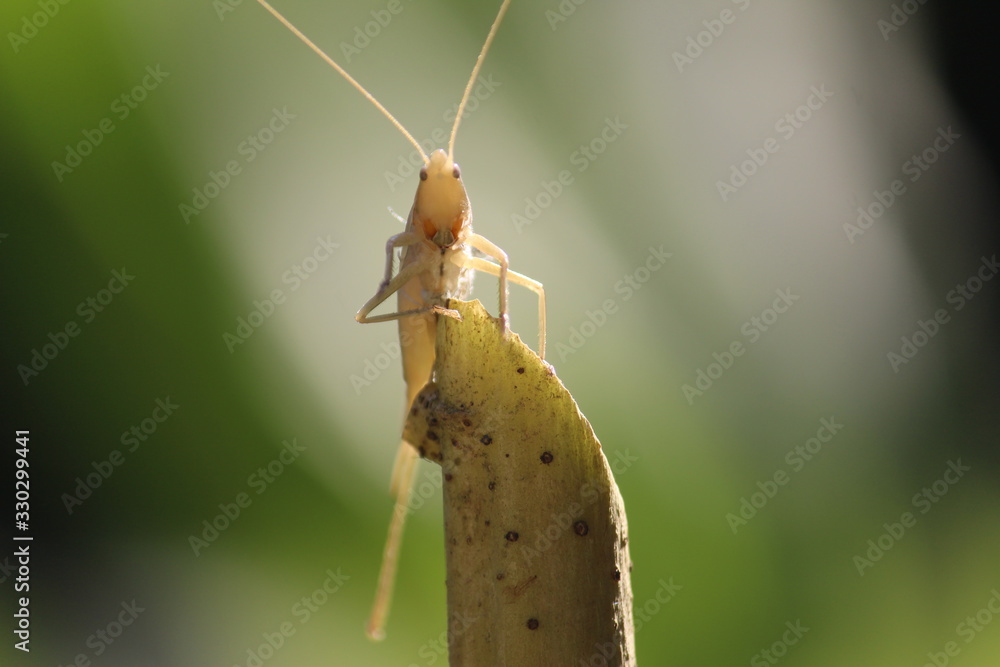 A beautiful grasshopper sitting on a tree branch