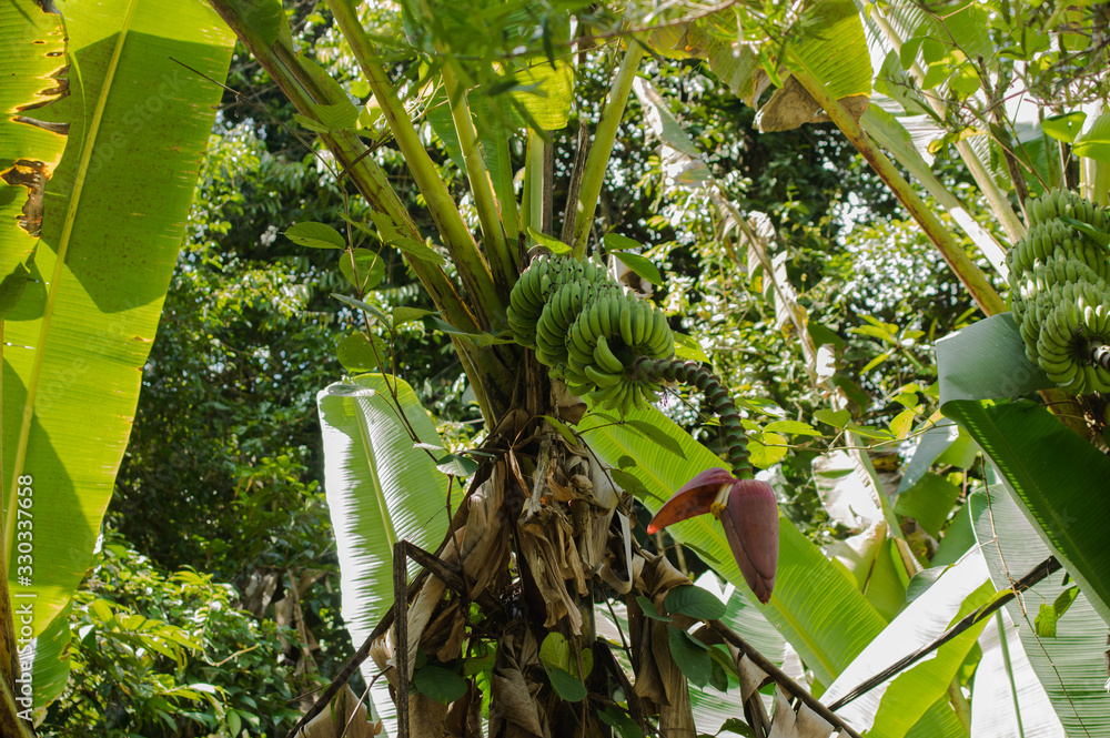 Banana flower in the jungle of Sarawak, Malaysia