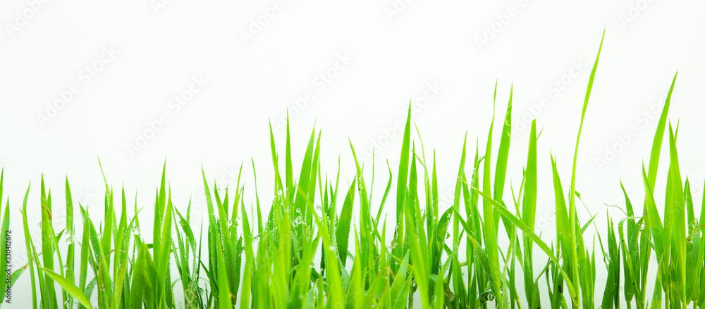 Green Grass on white background