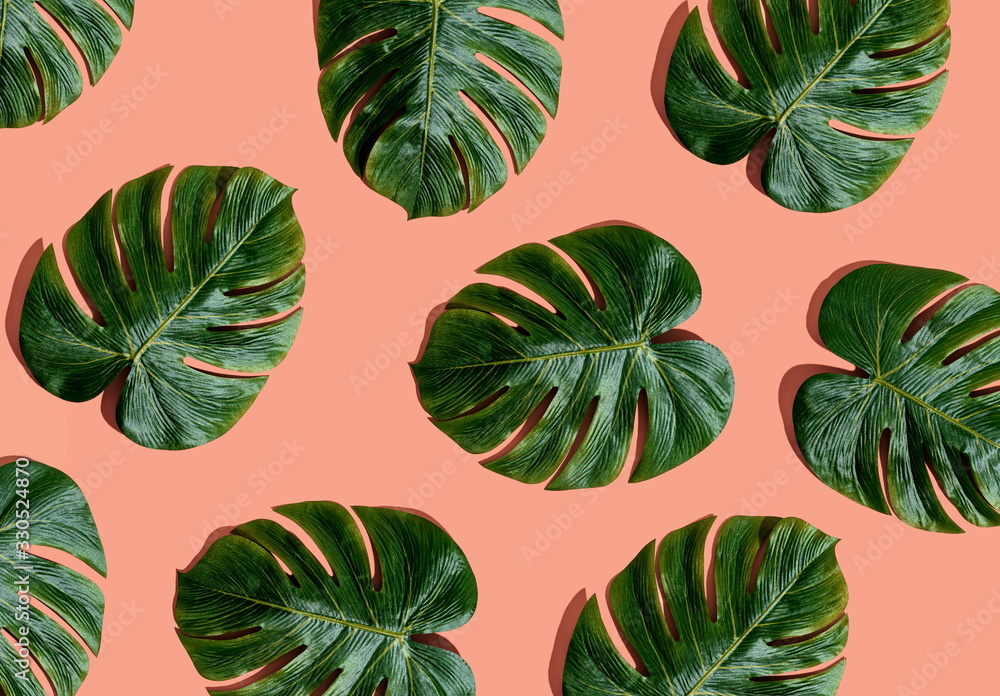 Tropical plant Monstera leaves overhead view flat lay