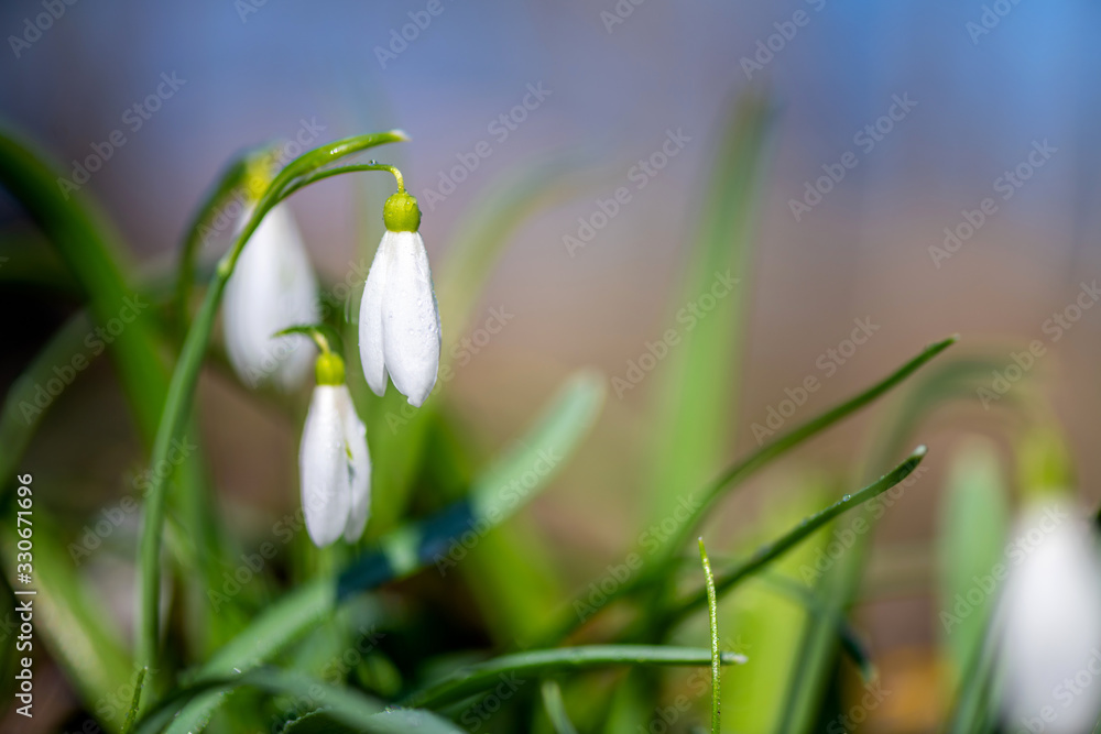 Closeup of small white delicate snowdrops in spring