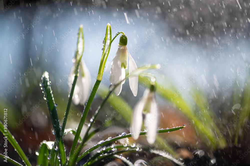 春花初闭，雪花雪莲伴雨