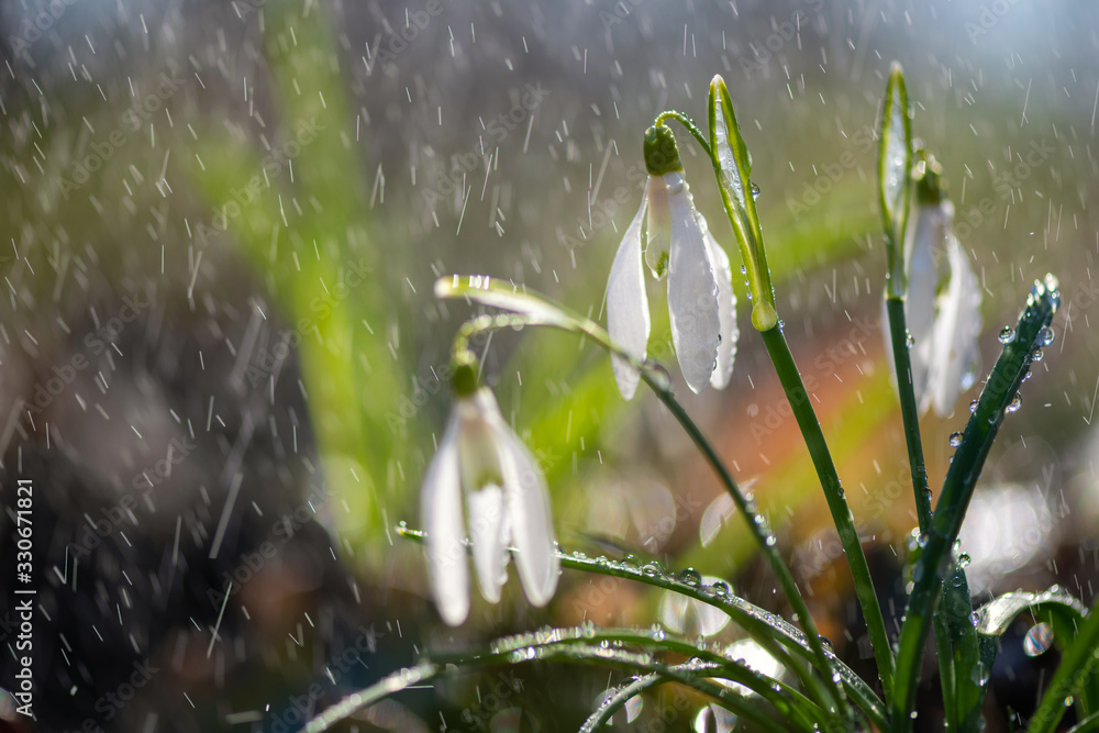 Close first spring flowers snowdrops with rain