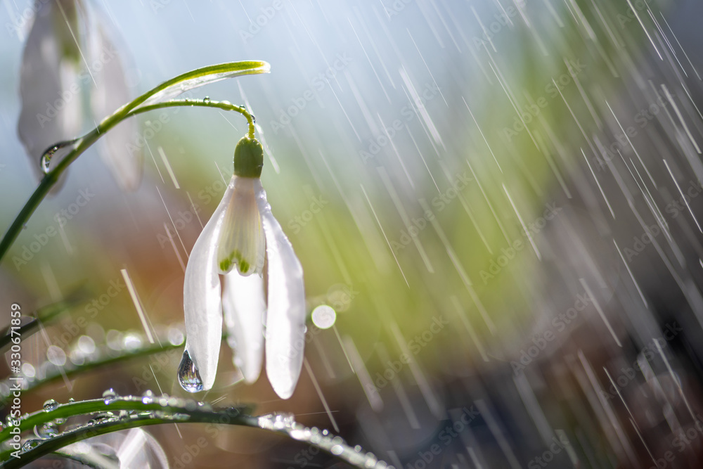 Close first spring flowers snowdrops with rain