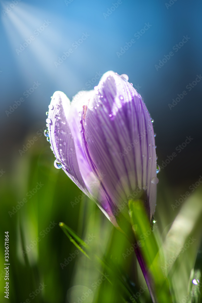 春雨里美丽的春天番红花。草坪上花园里的藏红花