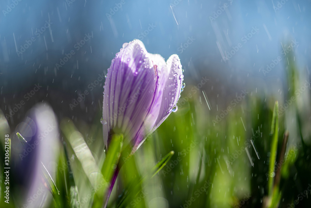 春雨里美丽的春天番红花。草坪上花园里的藏红花