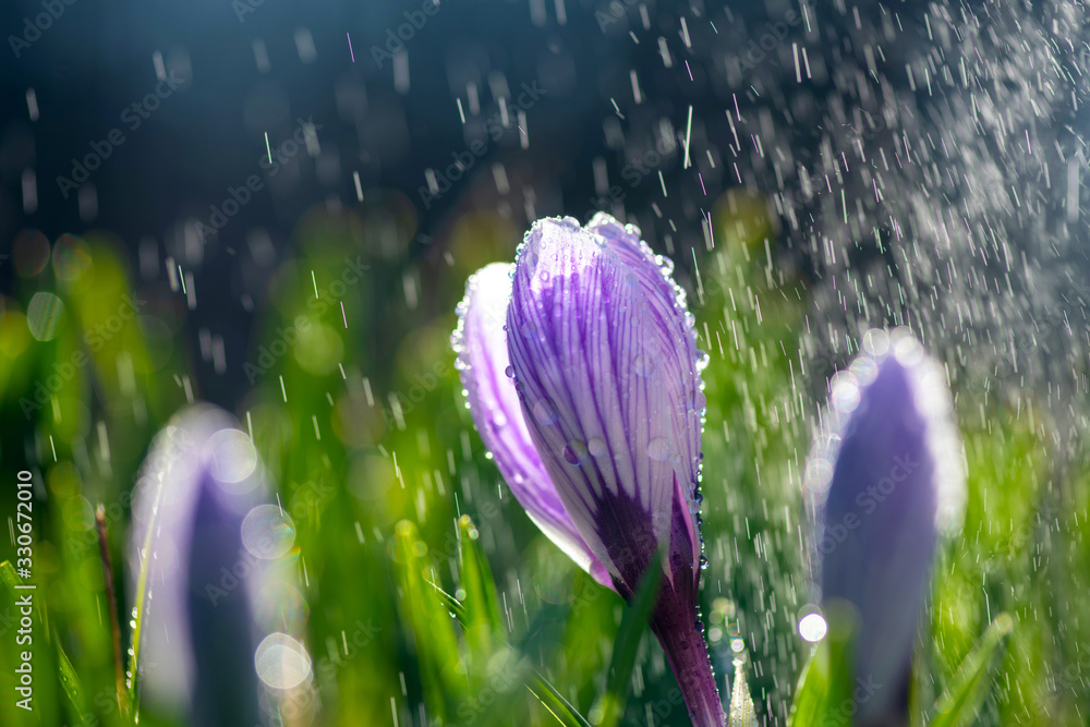 Beautiful spring crocus in the spring rain. Saffron in the garden on the lawn