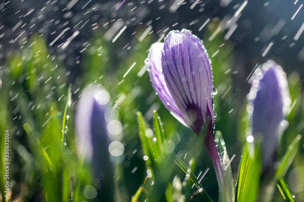 春雨里美丽的春天番红花。草坪上花园里的藏红花