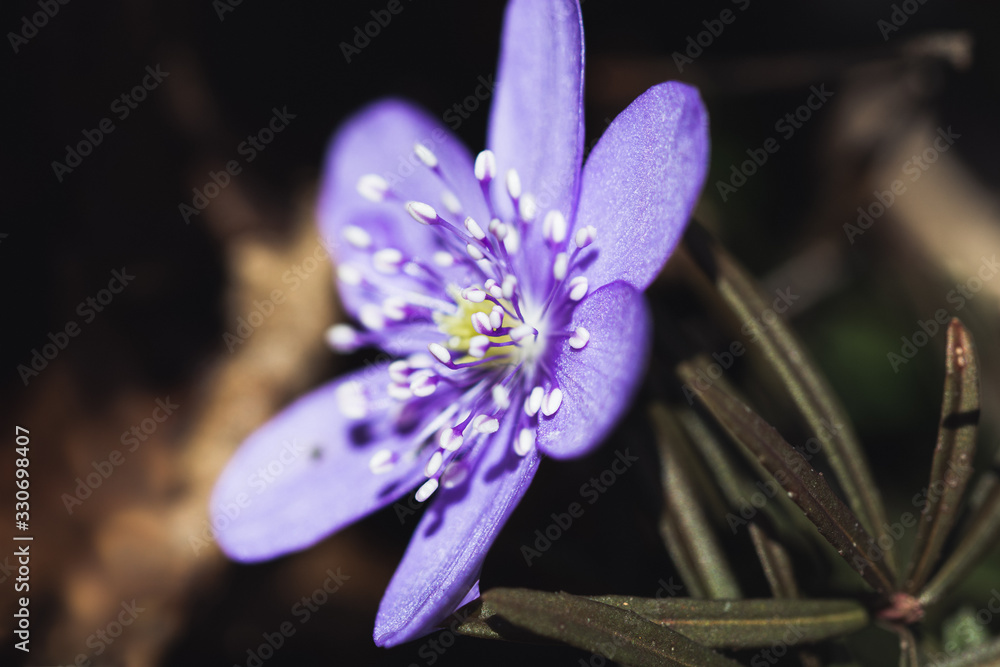 Macro of purple Anemone Hepatica (liverwort) flower. Shallow depth of field, dark and moody brown ba