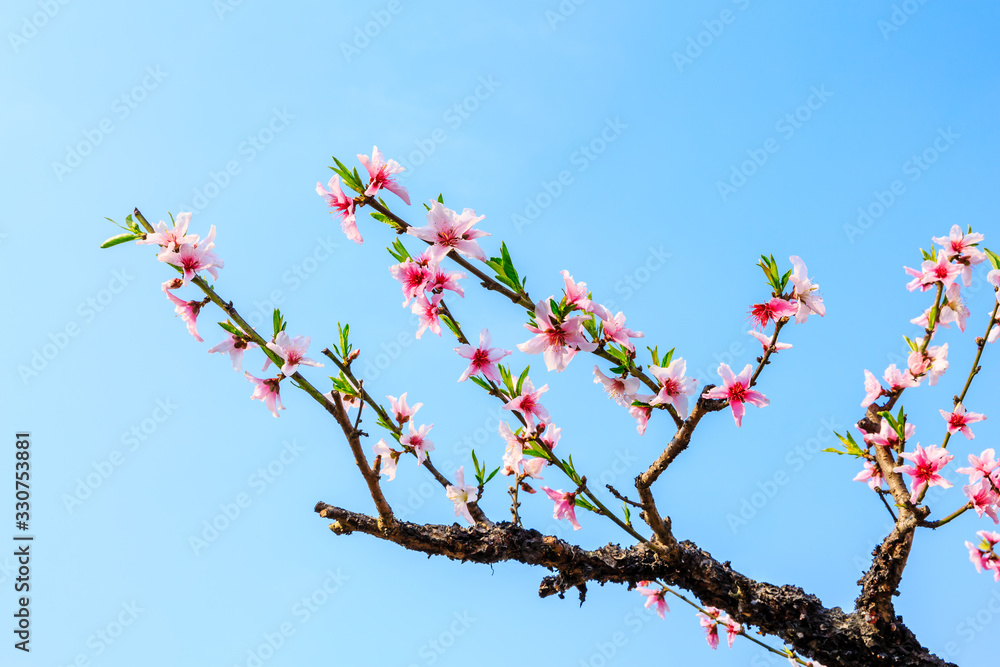 Pink peach blossoms in spring season.