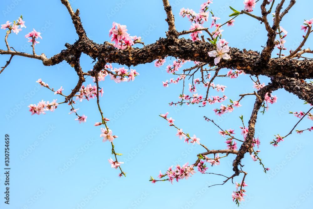 Pink peach blossoms in spring season.