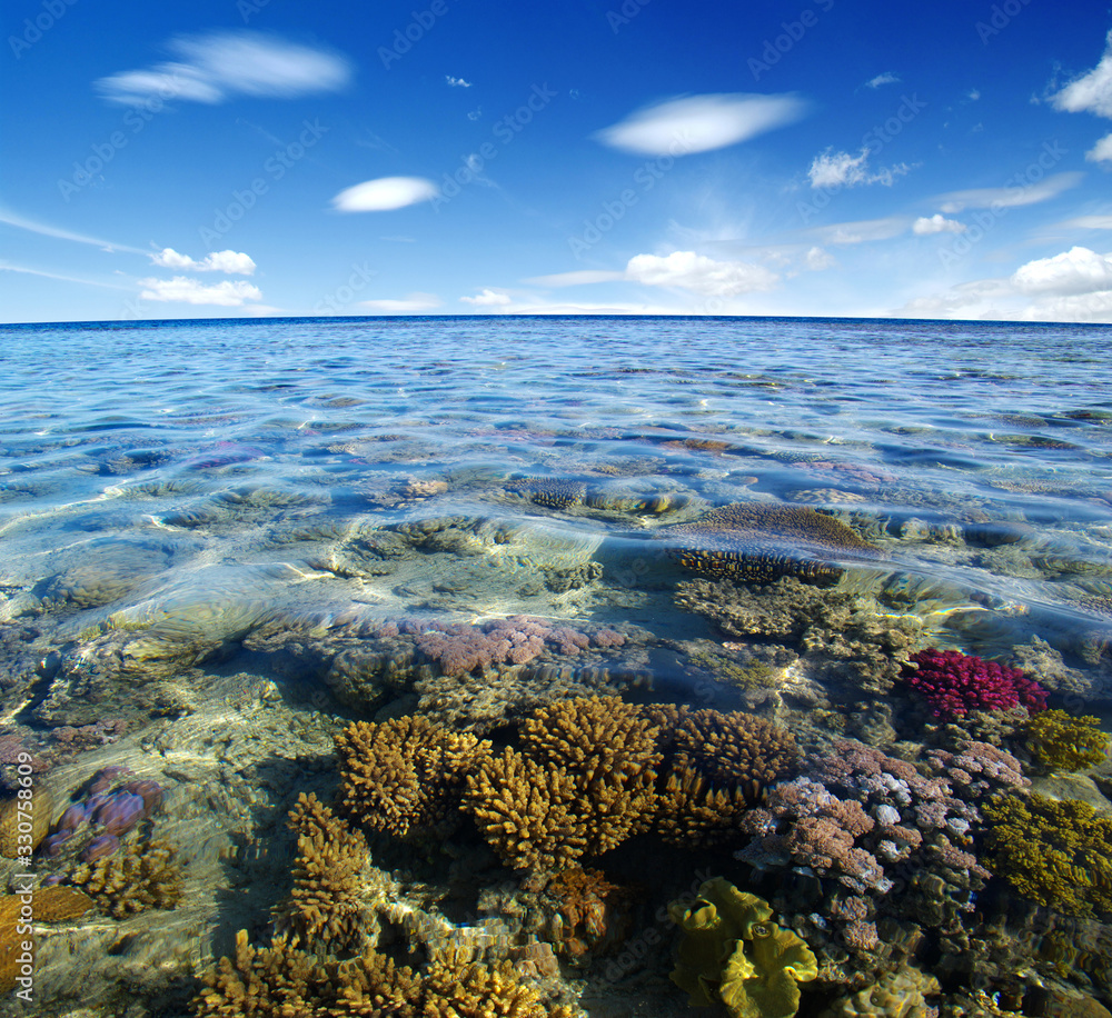 Coral reef of the Red Sea