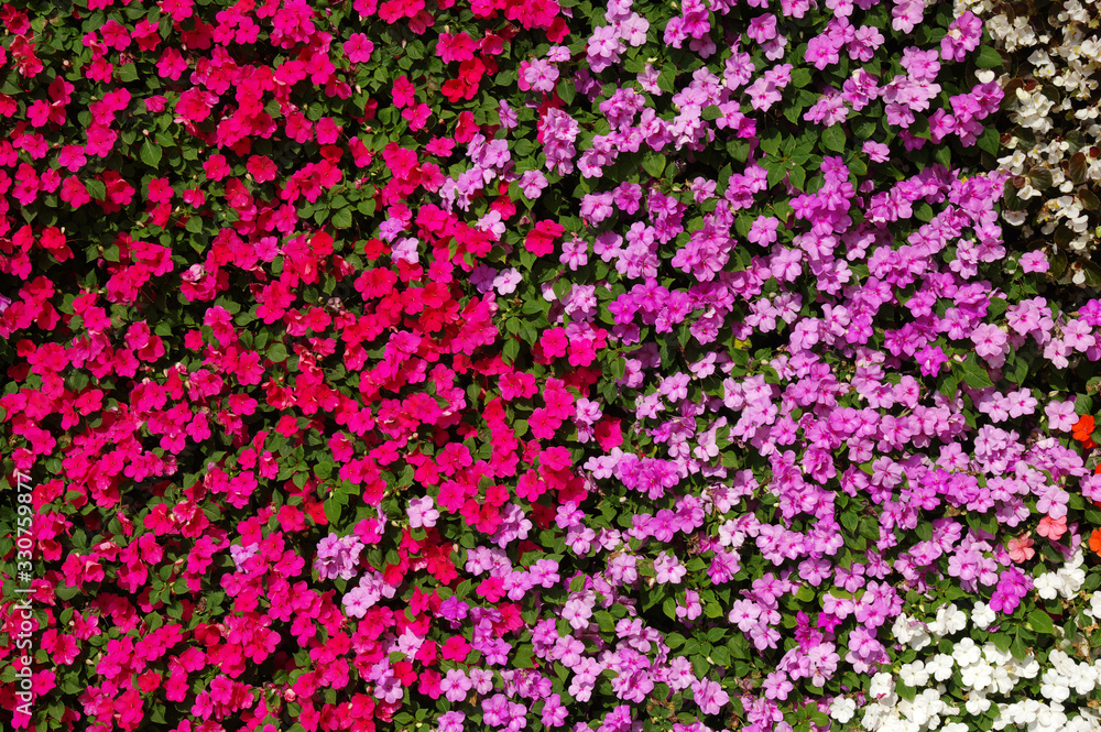 flowers background bright and colorful