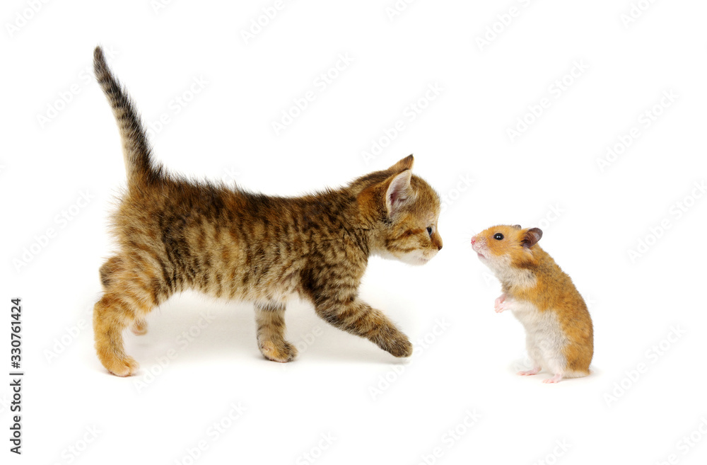 Hamster and cat