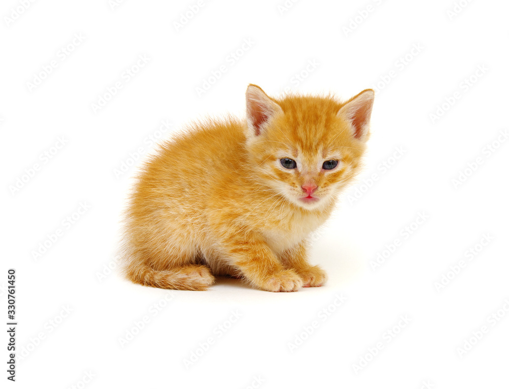 Red kitten isolated on a white