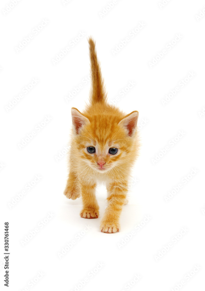 Small red kitten on a white