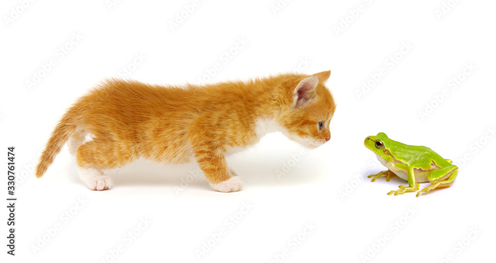 Ginger cat  and green tree