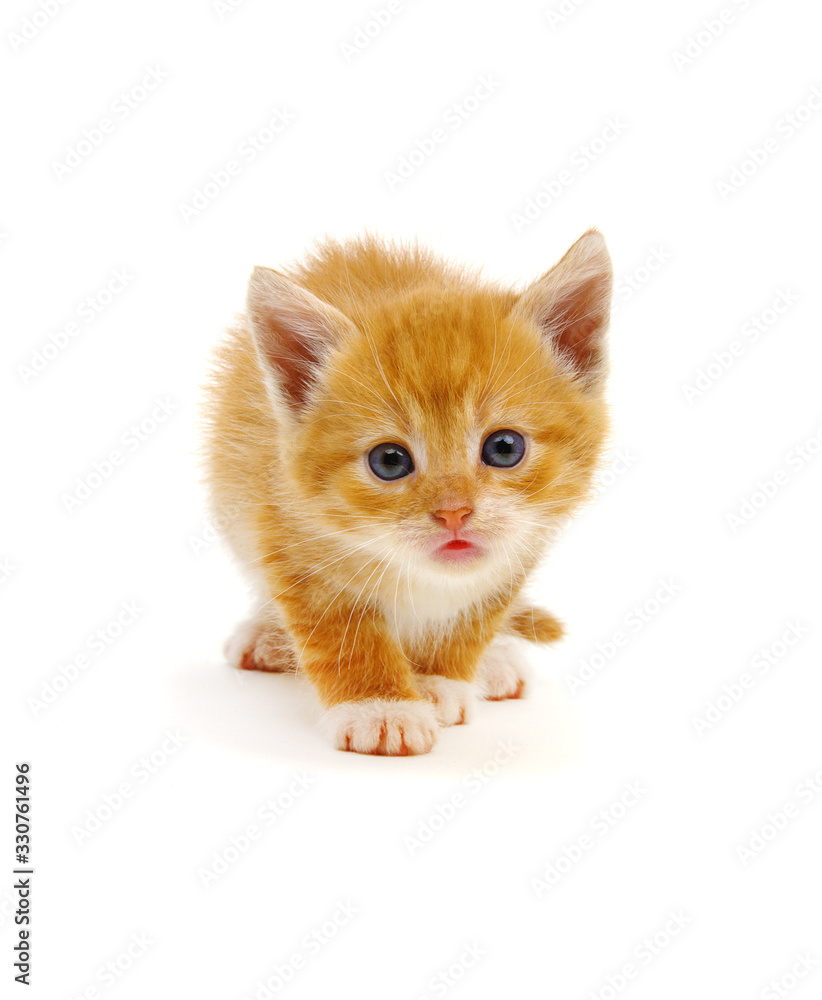 Small red kitten on a white