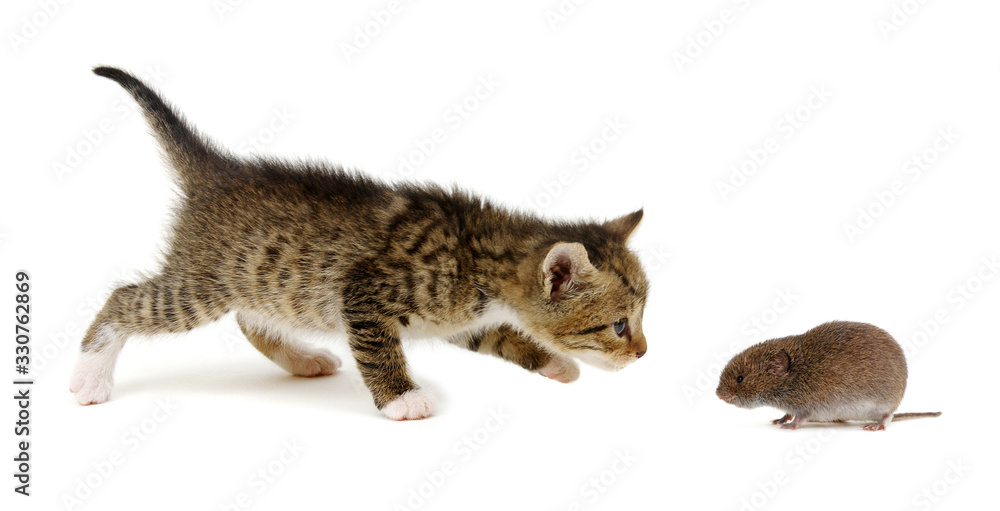 Little beautiful funny kitten and mouse