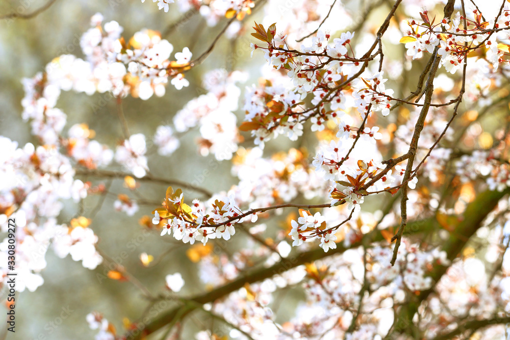 Sakura - dreamy japanese cherry blossom tree