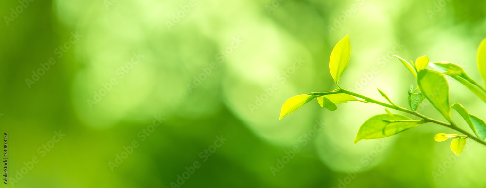 Close up of nature view green leaf on blurred greenery background under sunlight with bokeh 