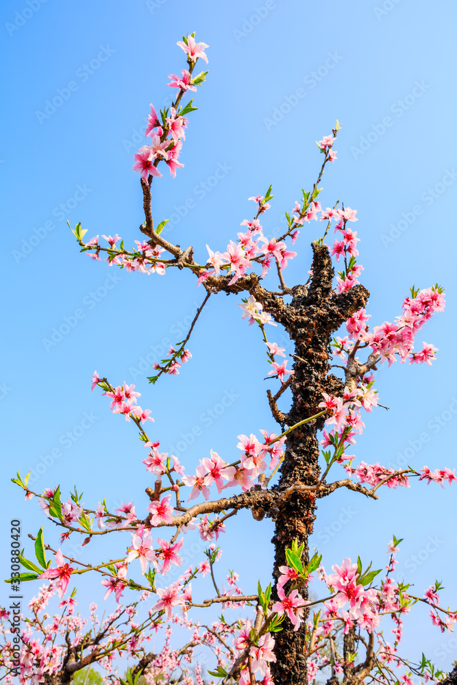 Pink peach blossoms in spring season.