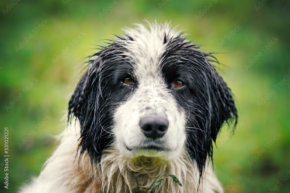 绿色自然背景特写中的湿牧羊犬