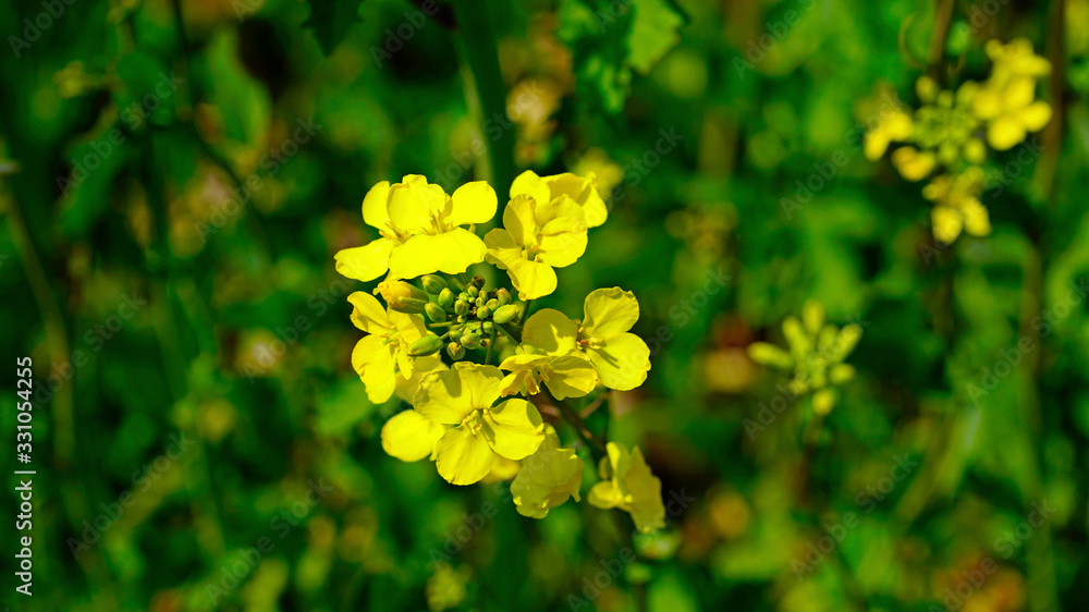 beautiful canola flowers at park