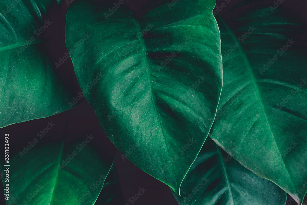 closeup nature view of green leaf in garden, dark wallpaper concept, nature background, tropical lea