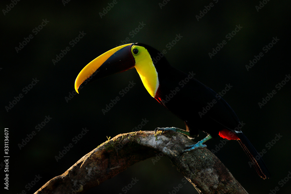 Bird with big bill. Rainy season in America. Chestnut-mandibled toucan sitting on branch in tropical