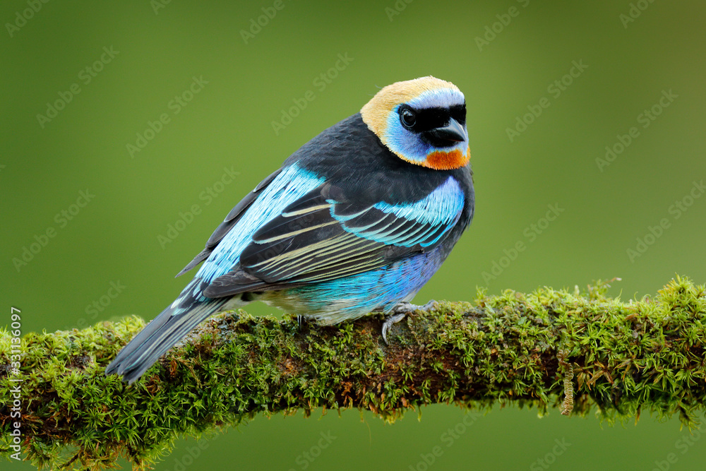 Golden-hooded Tanager, Tangara larvata, exotic tropical blue bird with gold head from Costa Rica. Wi