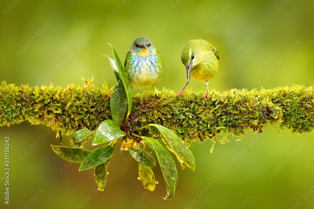 Female of Green Honeycreeper, Chlorophanes spiza, exotic tropical malachite green and blue bird form